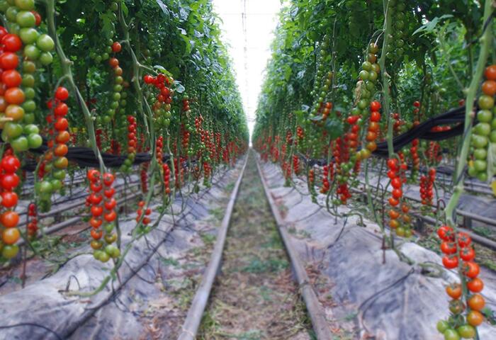 圣女果種植基地